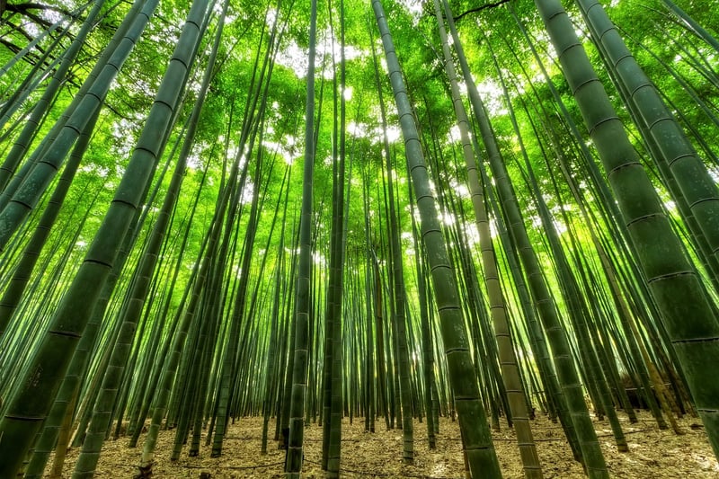 Bamboo Fountains