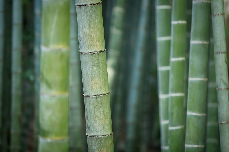 Bamboo Fountain